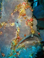   giant frogfish manado  